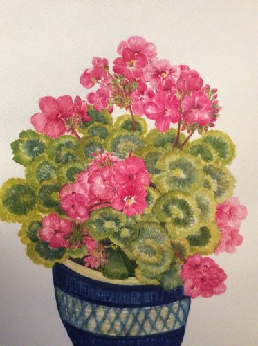 Dorothy, Geranium, watercolour.